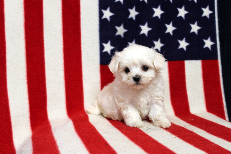 puppy, for, sale, Maltese, Matthew B. Stoltzfus, dog, breeder, Gap, PA, dog-breeder, puppy-for-sale, forsale, nearby, find, puppyfind, locator, puppylocator, aca